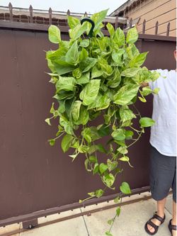 8” huge marble queen pothos