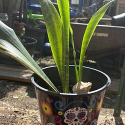 Sansevieria