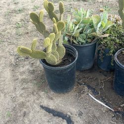 Drought Tolerant Plants