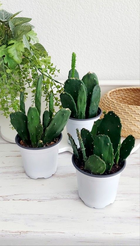Living Plant 🌱Opuntia Ficus-Indica on 4"H White Pot ::: Outdoor : $5 Each
