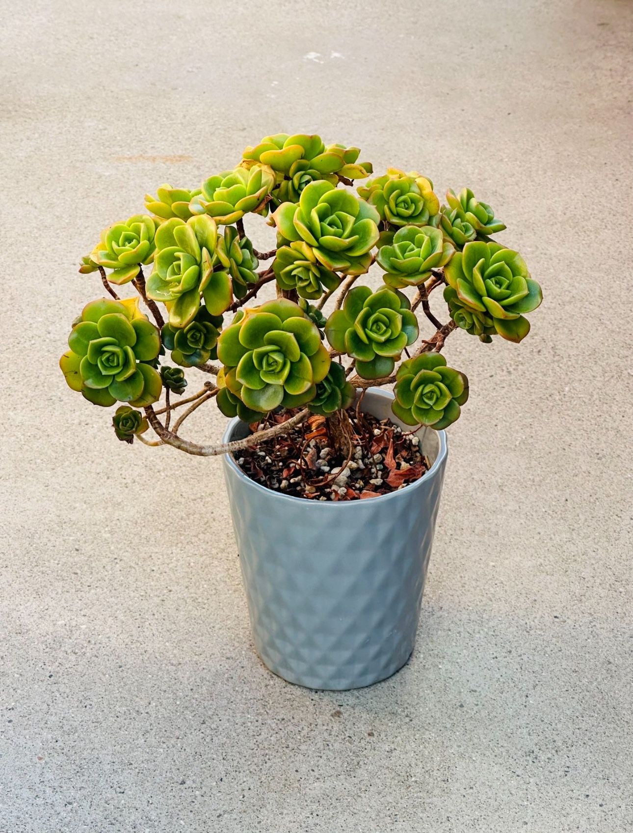Succulents plants 🪴