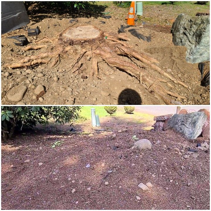 Stump Removal Made Easy