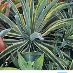 Agave Desmiattiana Starter Plants