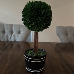 Cute Small Plant Decor