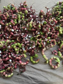 Guamuchiles