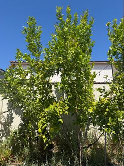 2 Lemon Trees for Sale – $650