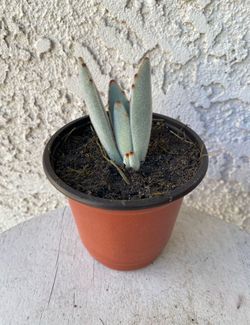 4 Inch Pot Succulent Plant - Kalanchoe Tomentosa Baker - Panda Plant - Rooted & Established - Drought Resistant 🪴