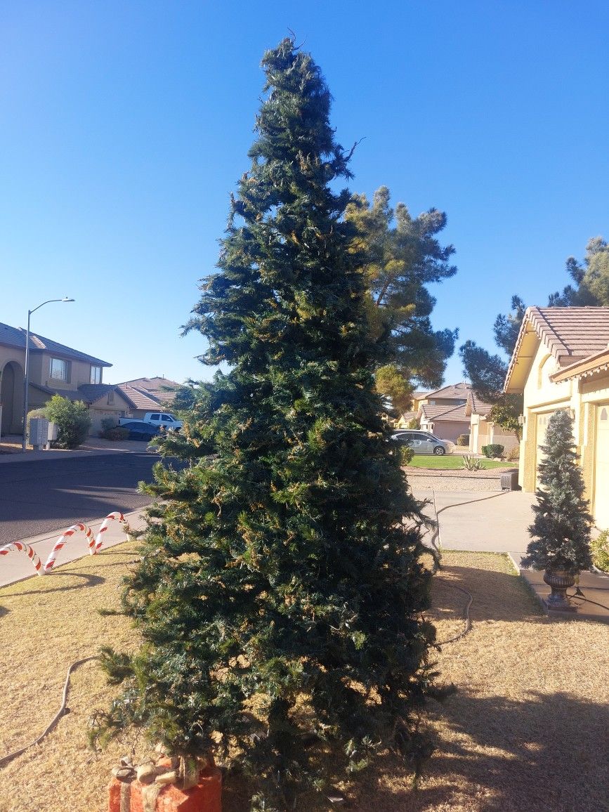 2-Free Very Tall Outdoor Christmas Trees 12ft And 14ft