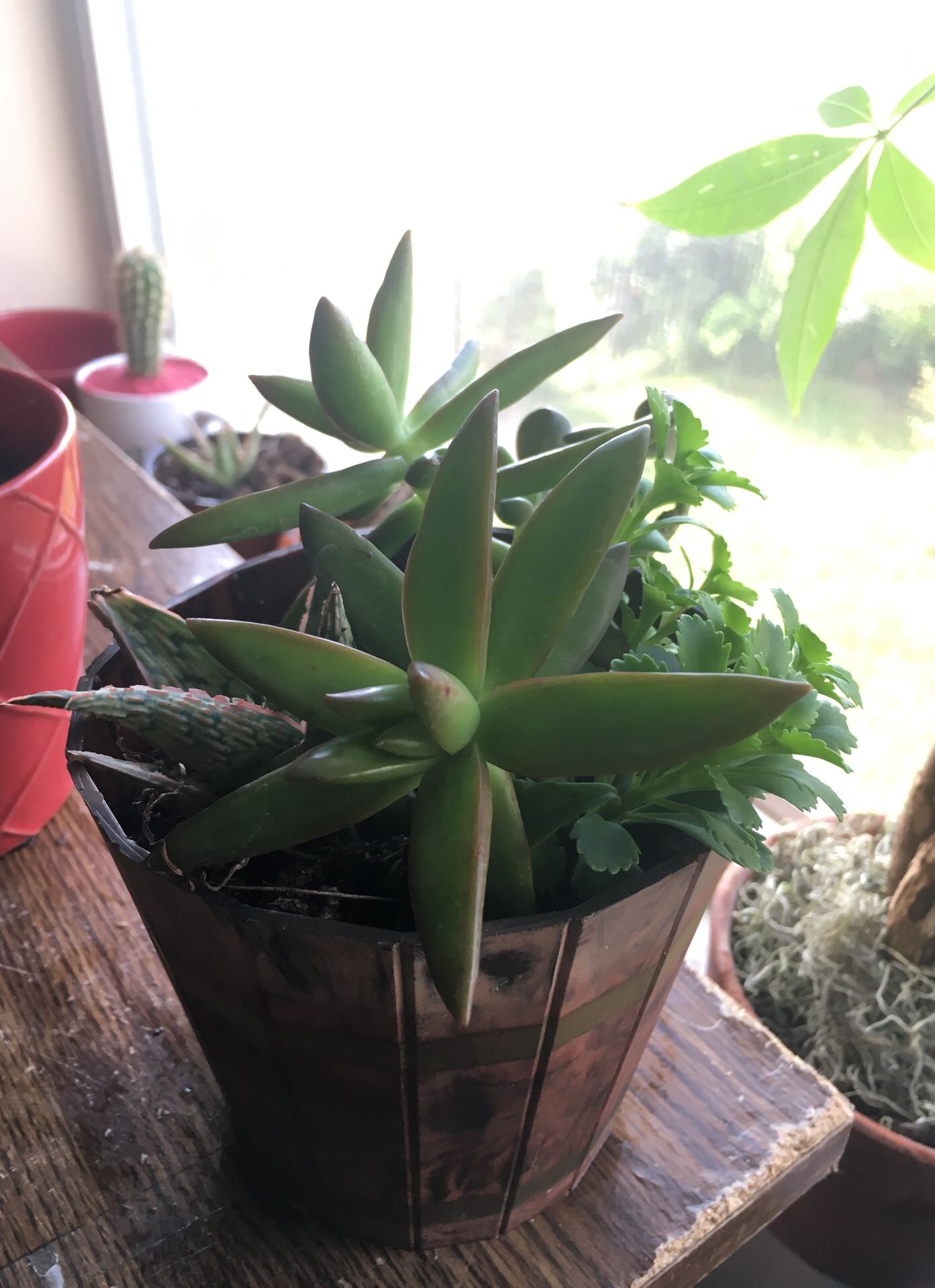 Barrel of Mixed Succulents