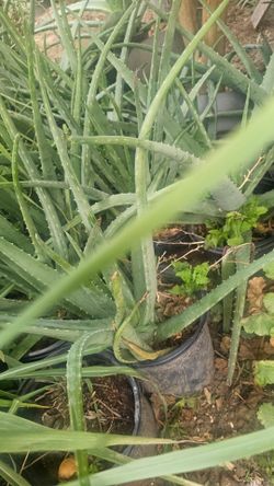 Plantas