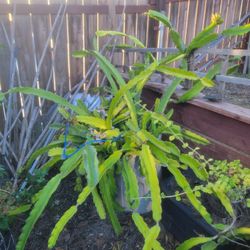 Dragon Fruit Cuttings