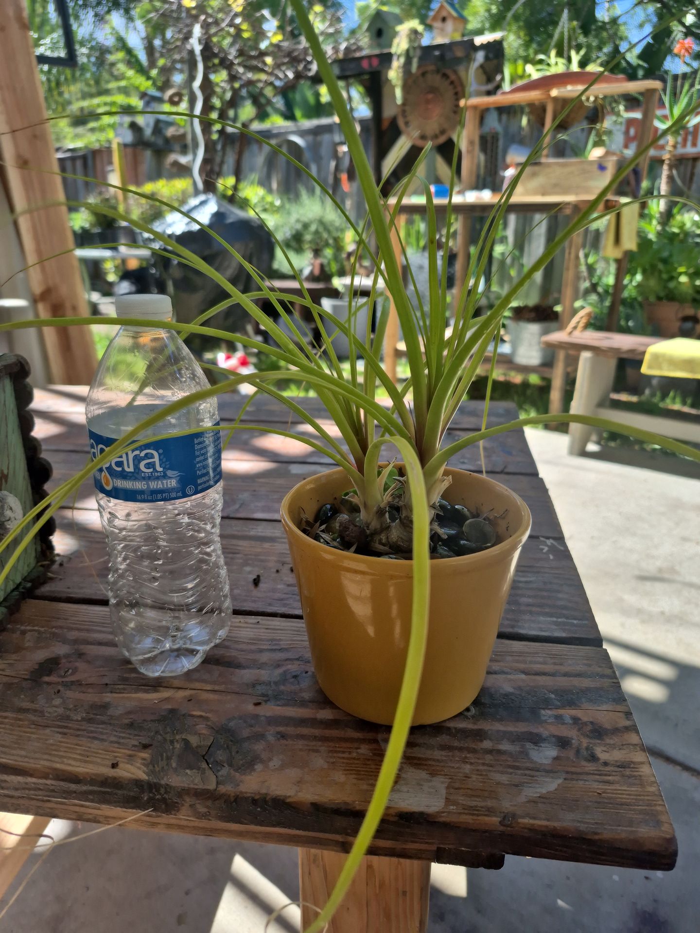 Pony Palm