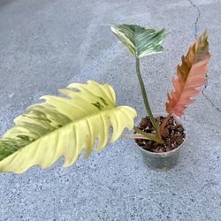 Philodendron Caramel Marble Variegated 