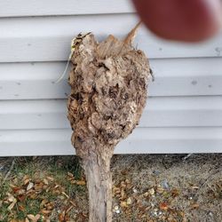 Burl Ball