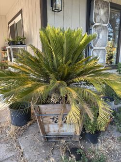 Sago Palm Tree In Wooden Crate