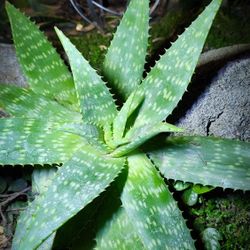 Beautiful Aloe Maculata Succulents with Orange Flowers - "Soap Aloe" 🪴