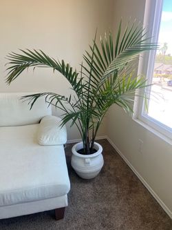 5ft Majesty Palm Tree + Heavy Stone Planter