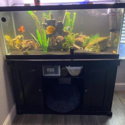 75 Gallon Fish Tank 
