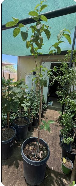 Mexican Pink Guava Tree in 15 Gallons, 6 Feet, $75 Firm Price! I also have 3-Foot trees for $35