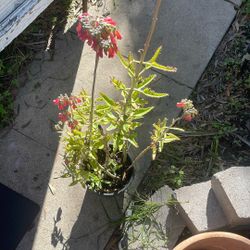 Flowering Succulent Plant 