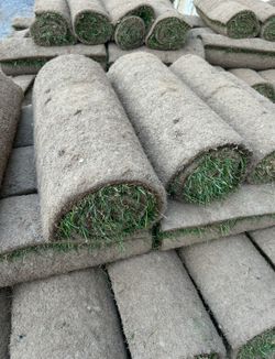 Fresh Fescue Sod