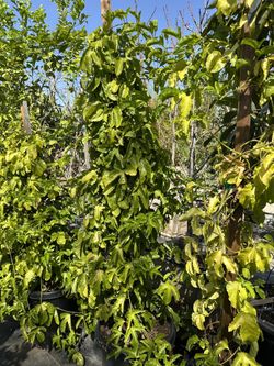 Purple Passionfruit Vine 15gal 
