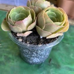 Succulent Starter 