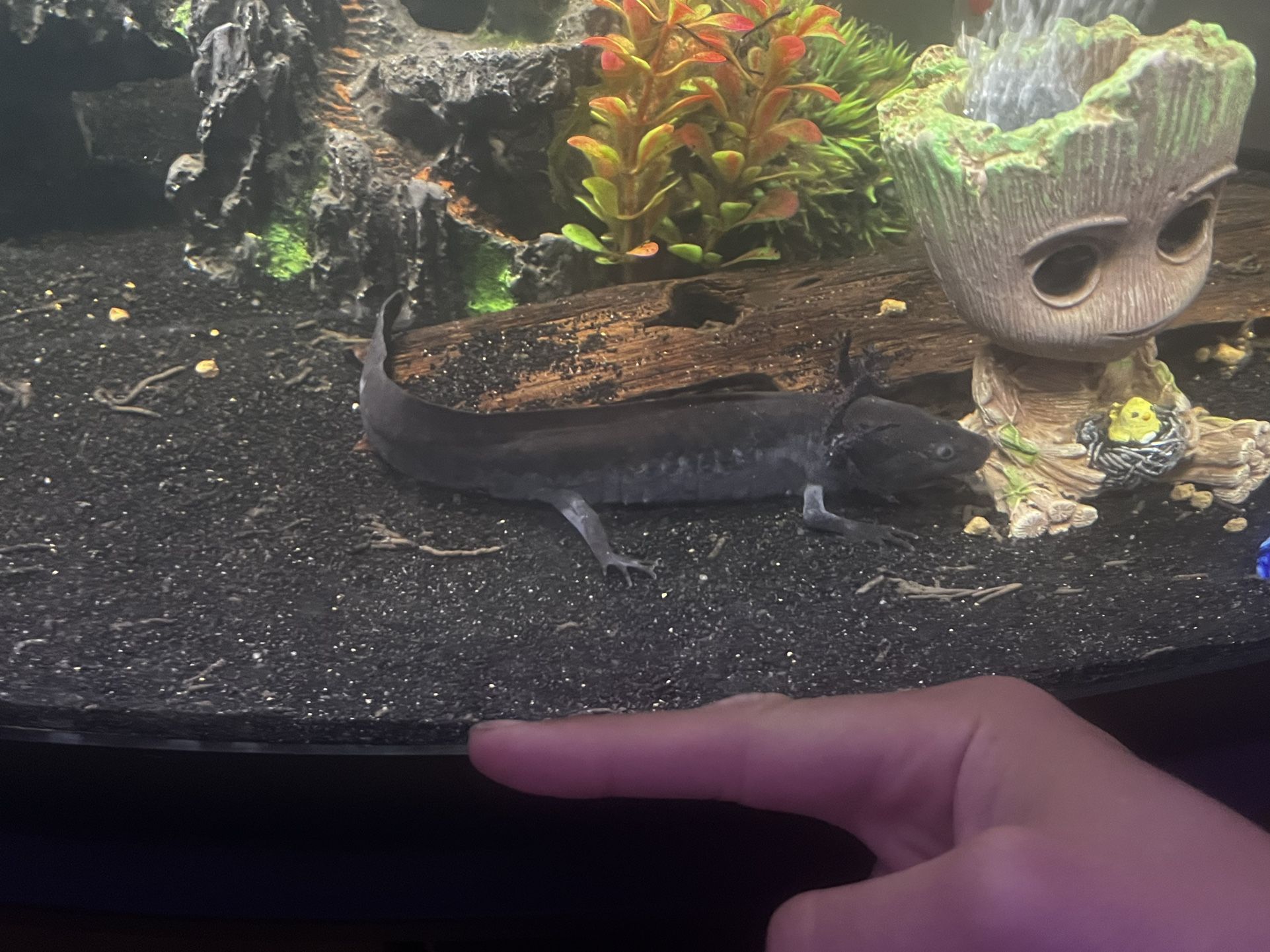 Two Axolotls