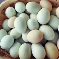 Delicious Fresh Eggs In Merced 