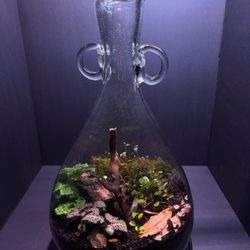 Terrarium 