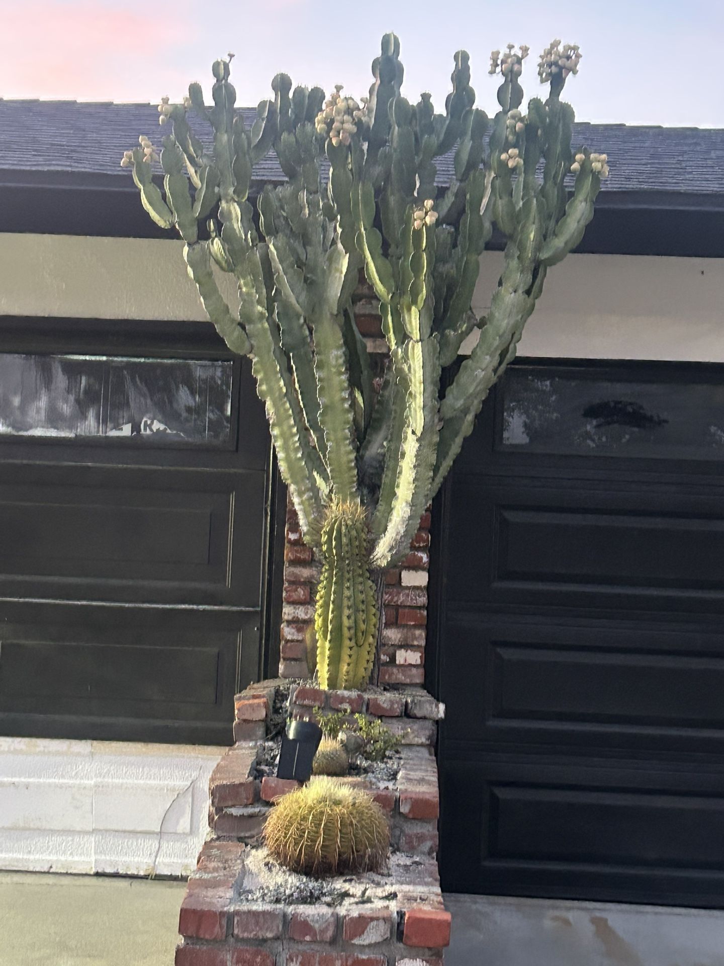 10’+ Candelabra Cactus 