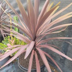 Plant