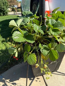 Strawberries plants
