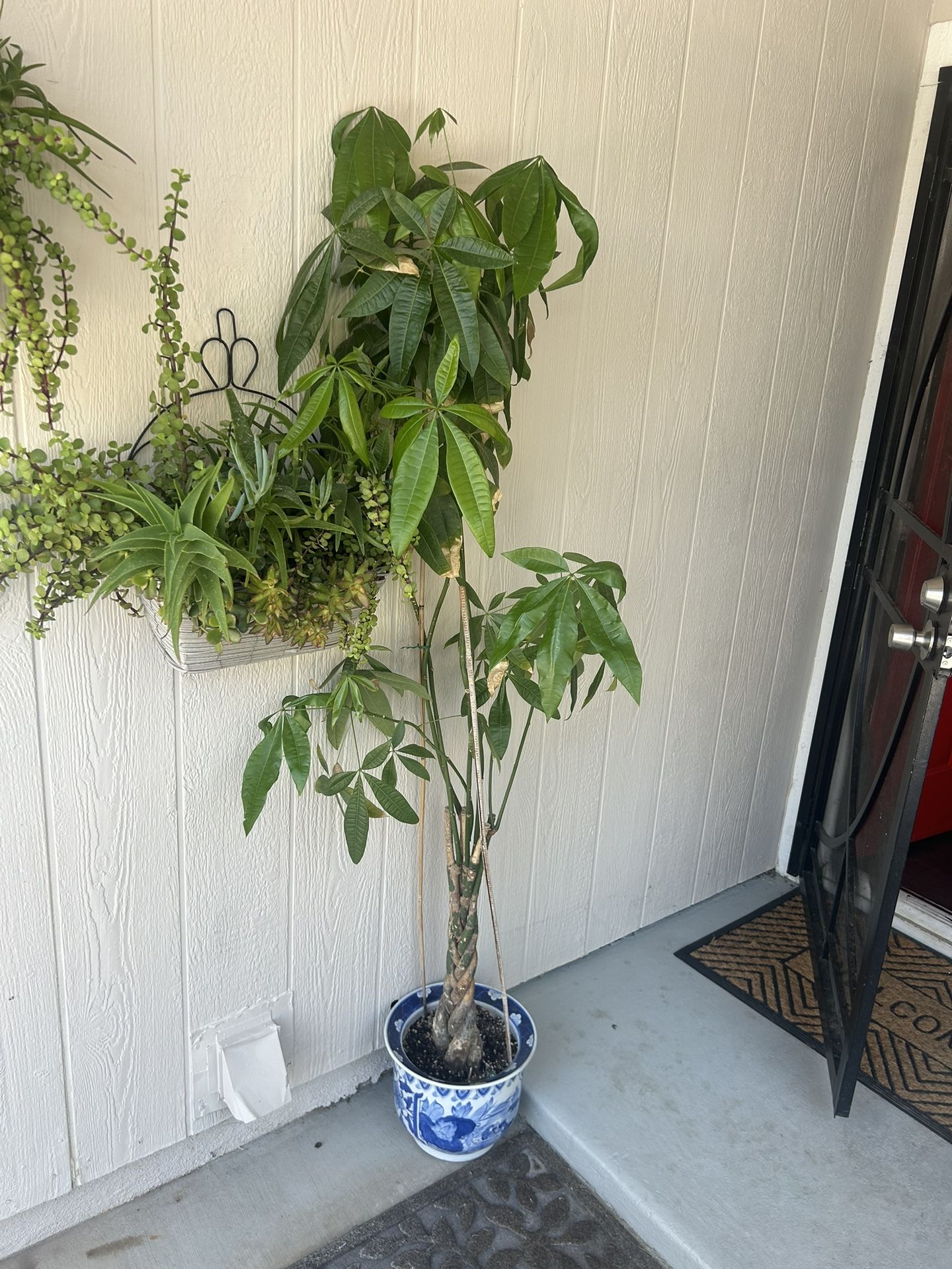 Money Tree Plant In Blue Crock Pot