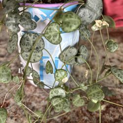 Nice Hart Plants Full With Harts