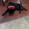 Evaline