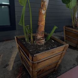 Beautiful Birds Of Paradise In 30 Gal Crate