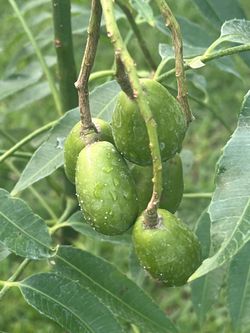GRAFTED JUNE PLUM PLANT (Edible Fruit) 3 gallon pot