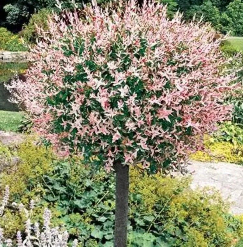 Dappled Japanese Willow Tree