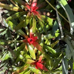 Bromeliad Plant