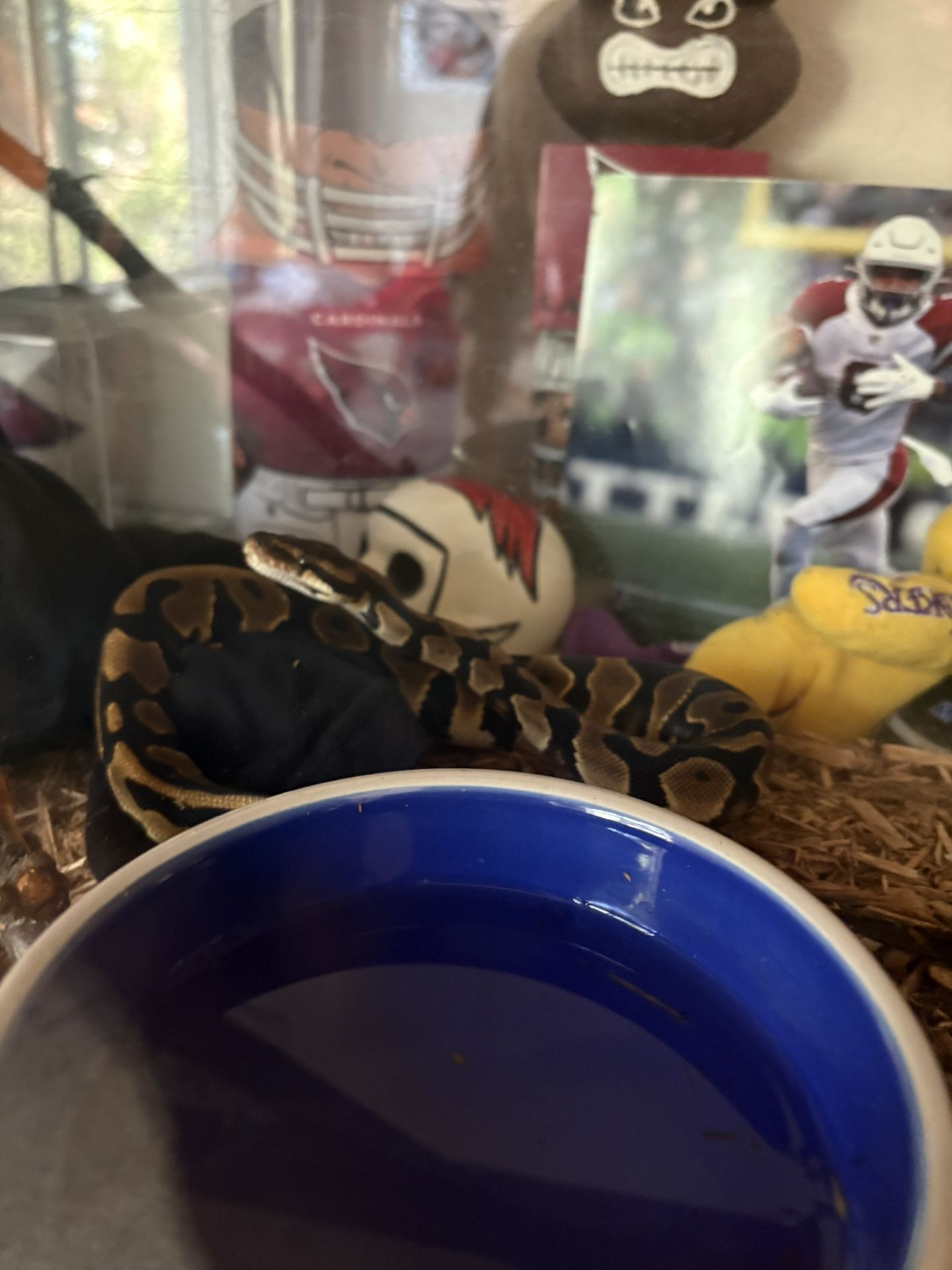 Snake