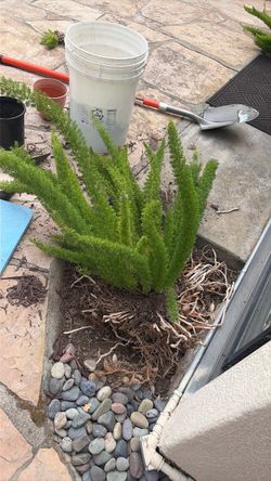 Large asparagus fern needs to be replanted today or tomorrow