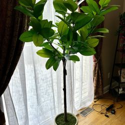 Brand New Faux Ficus Tree