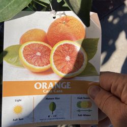 Cara Cara Navel Orange Tree – Organic Semi-Dwarf Citrus Plant Discover the Magic of the “Pink Navel” Orange! This stunning Cara Cara Orange Tree (Citr