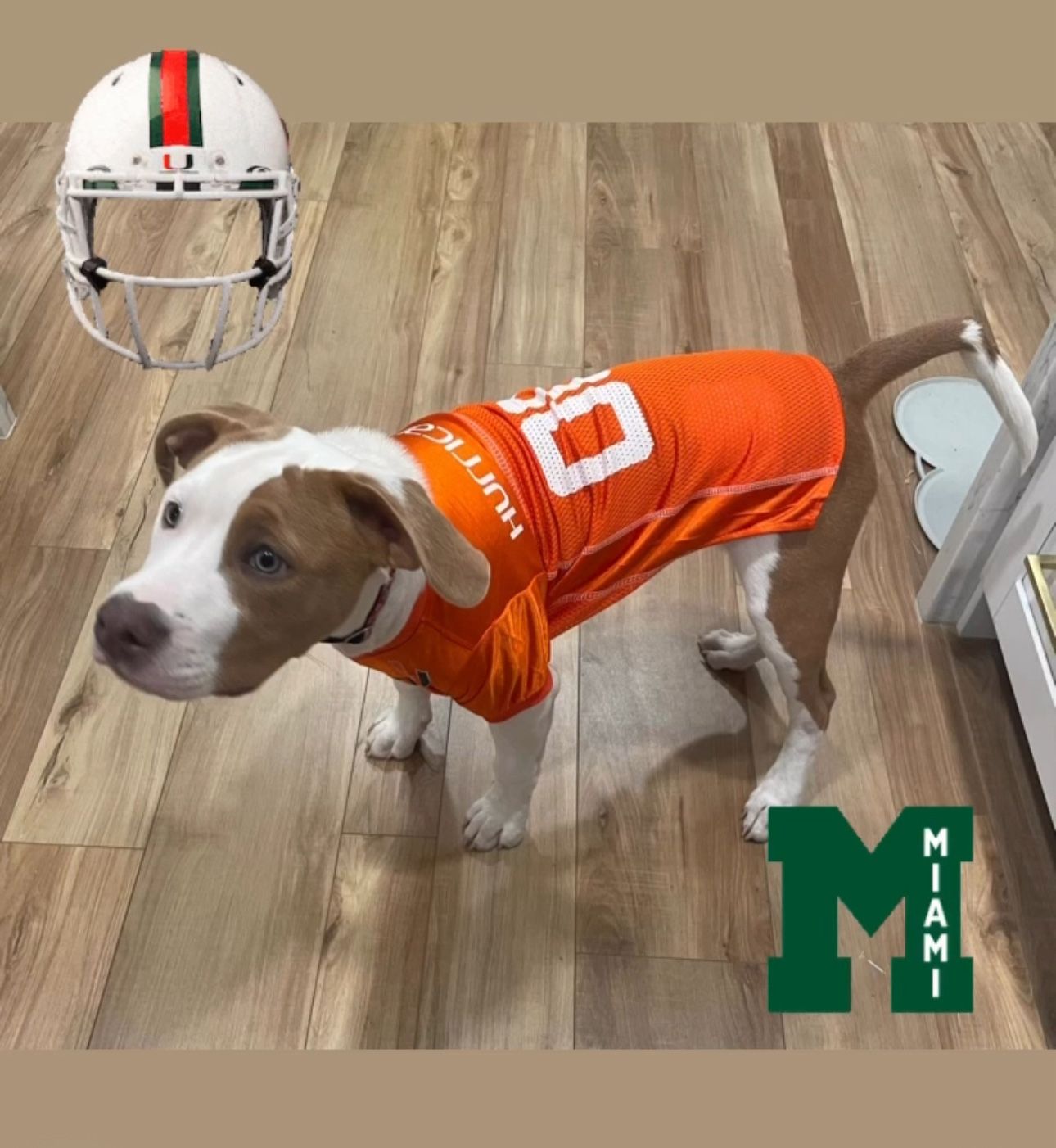UM jersey for your pet.