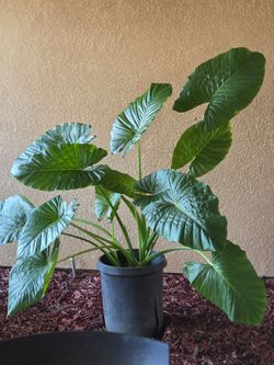 15 gallons Elephant ear plant