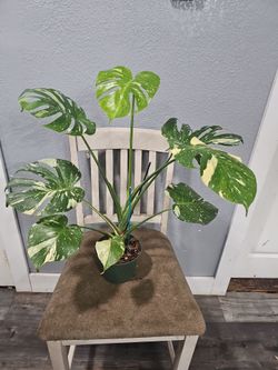 Thai monstera Constellation