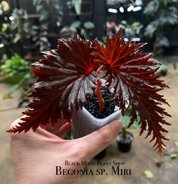 ✨Begonia sp. Miri | Papua New Guinea ✨