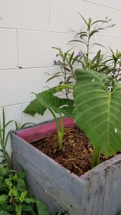 pencil cactus. elephant ears. cactus