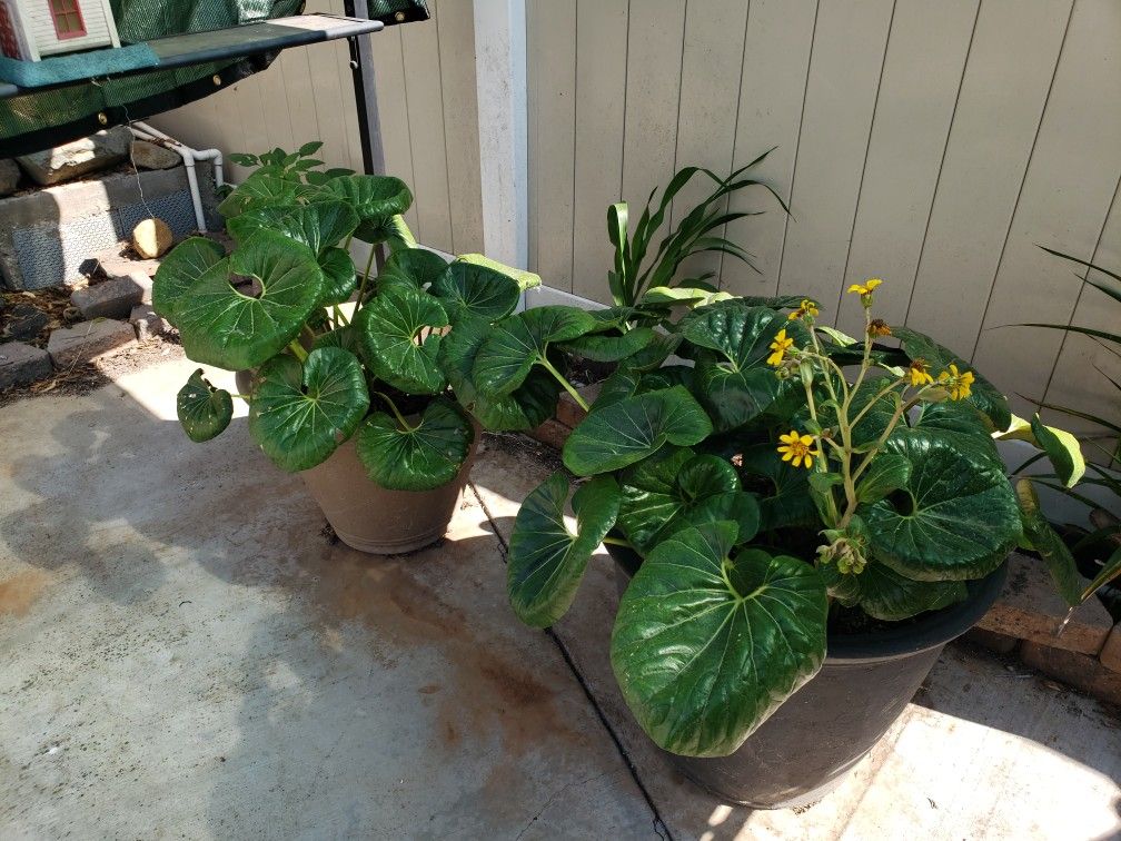 Exquisite perennial with large green leaves